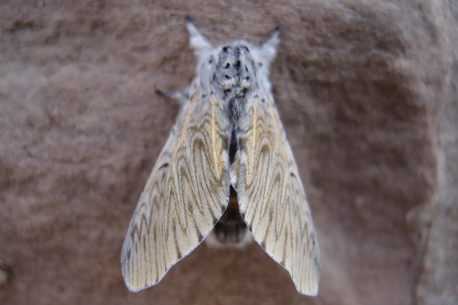 La grande queue fourchue — photo 5