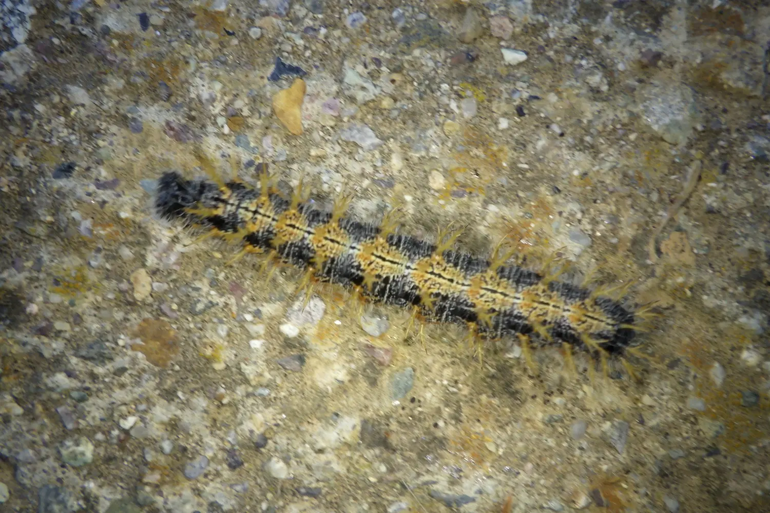 La grande tortue — photo 2