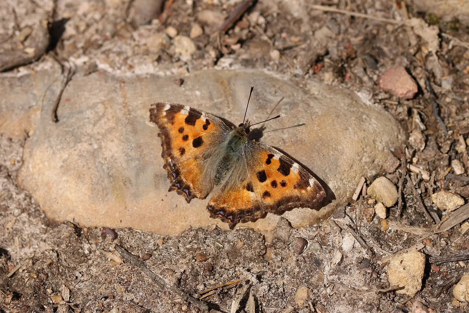 La grande tortue — photo 4