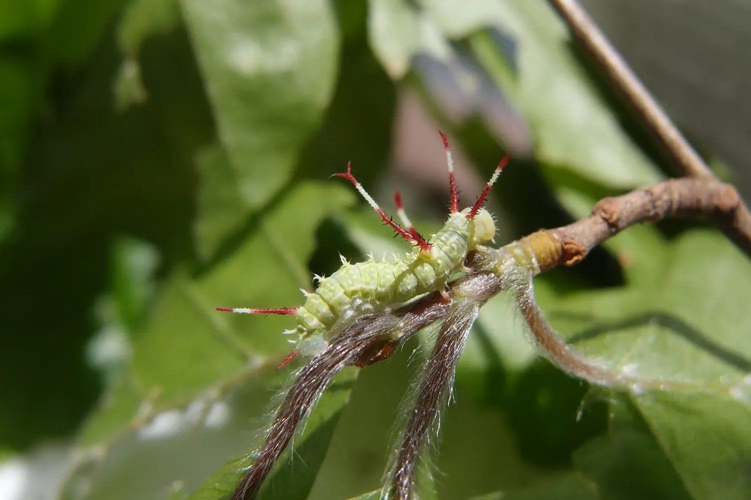 La hachette — photo 2