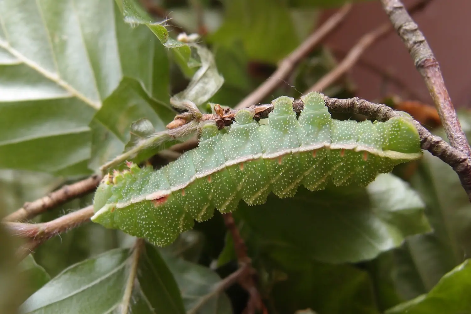 La hachette — photo 3