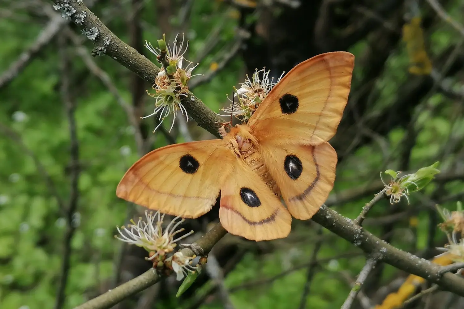 La hachette — photo 4