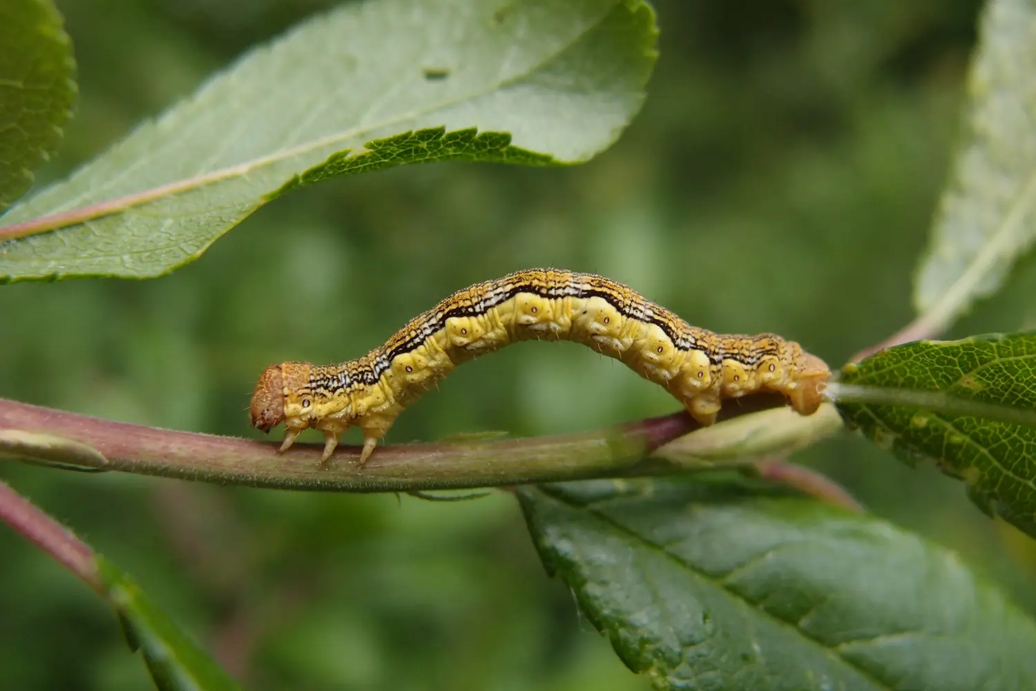 L'Hibernie défeuillante — photo 2