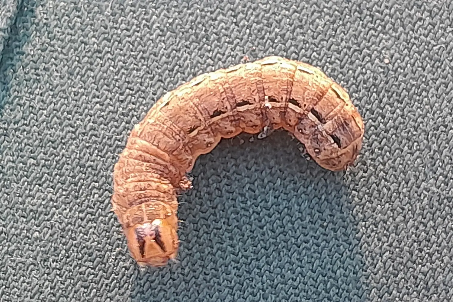 Le hibou — photo 3