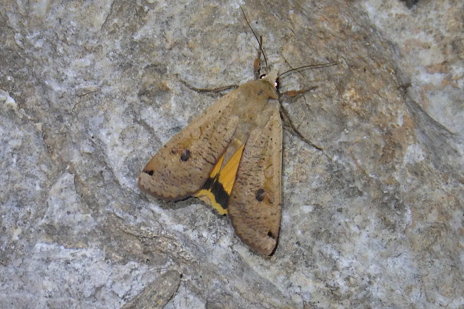 Le hibou — photo 4