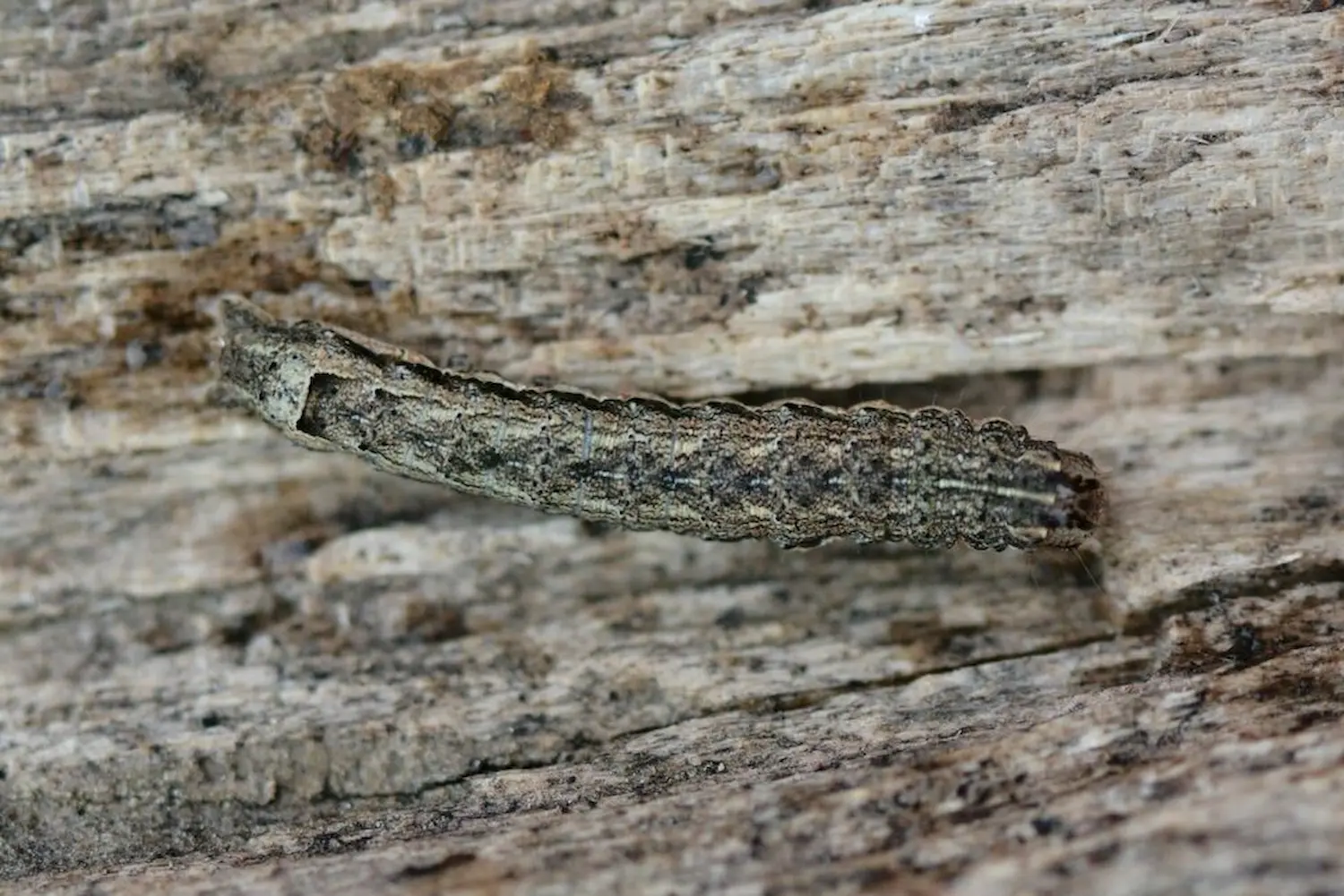 La hulotte — photo 2