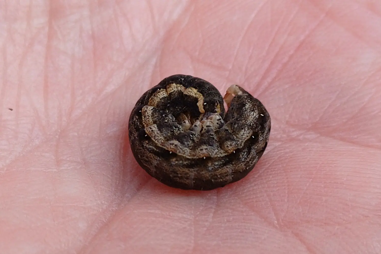 La hulotte — photo 3