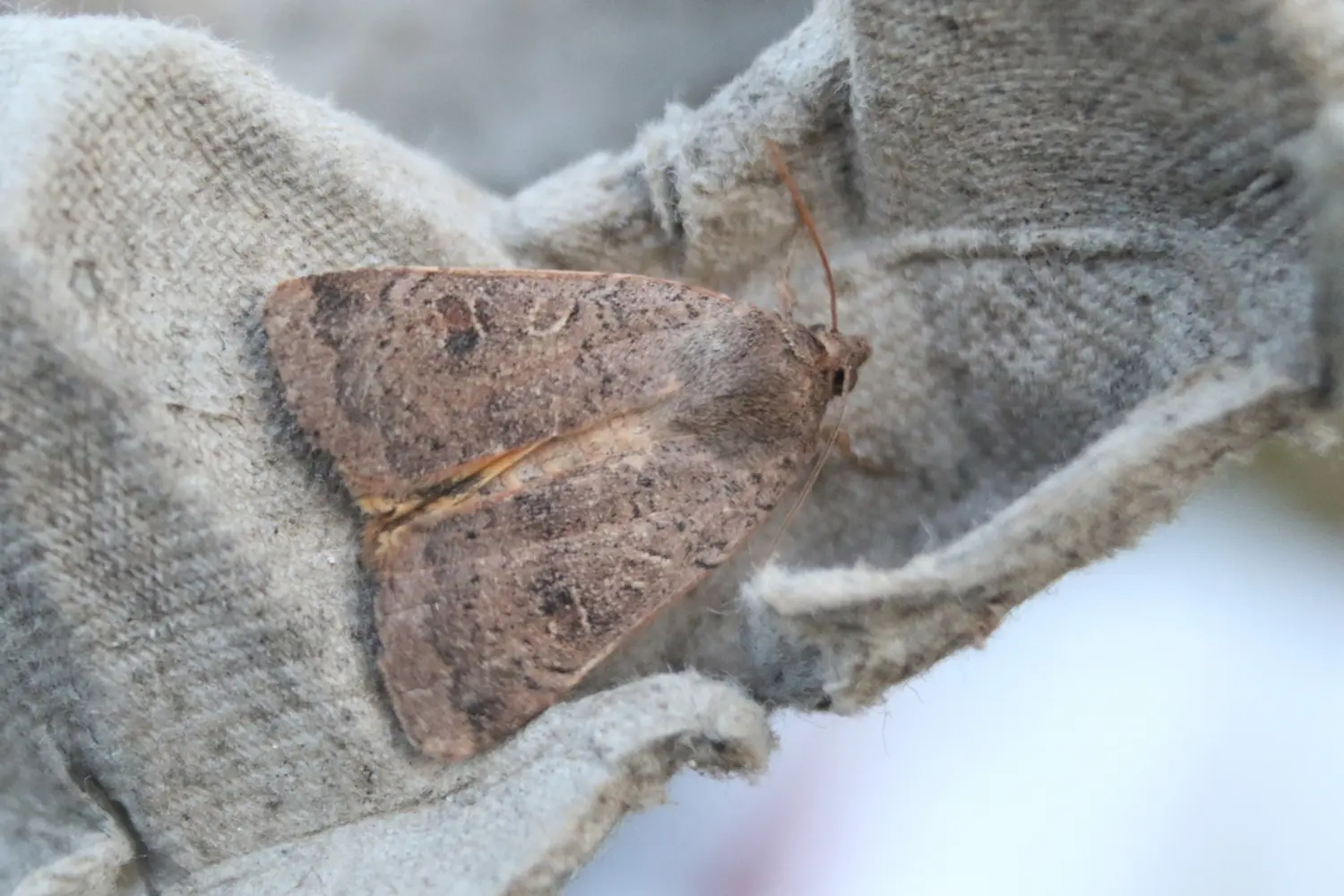 La hulotte — photo 4