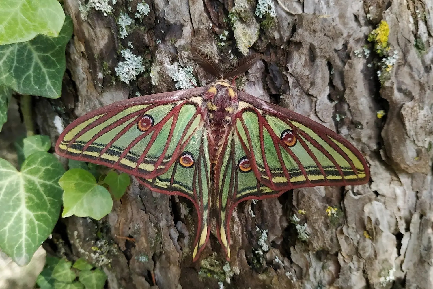 L'isabelle — photo 2