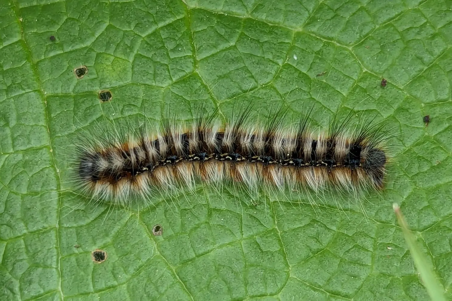 La laineuse du prunellier — photo 2