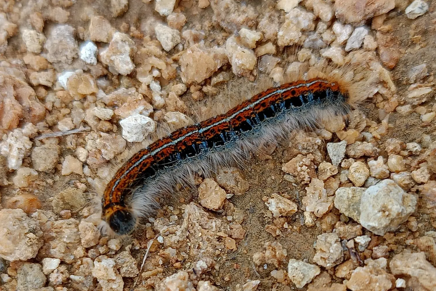 La livrée des prés — photo 2