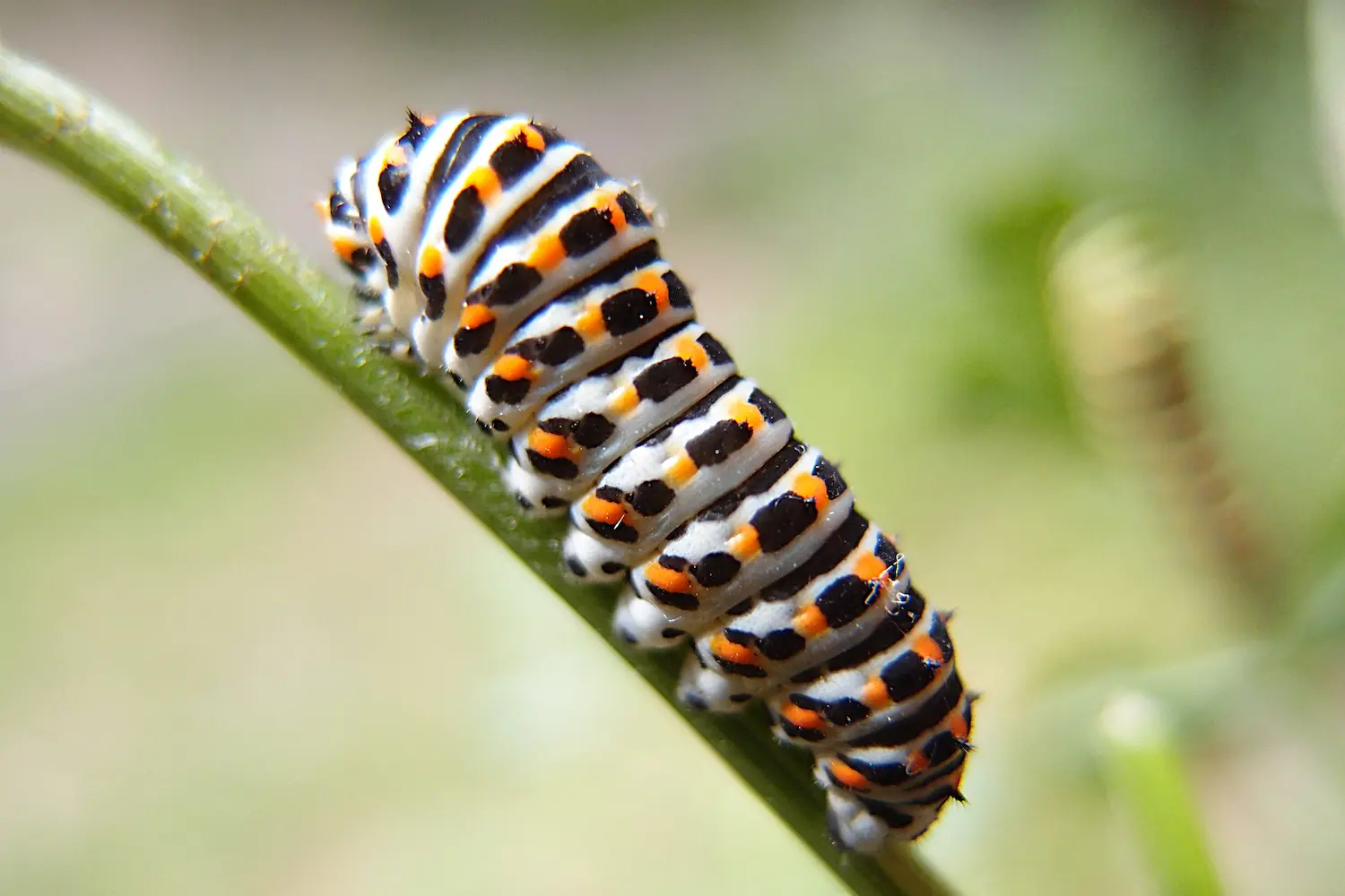 Le machaon — photo 3