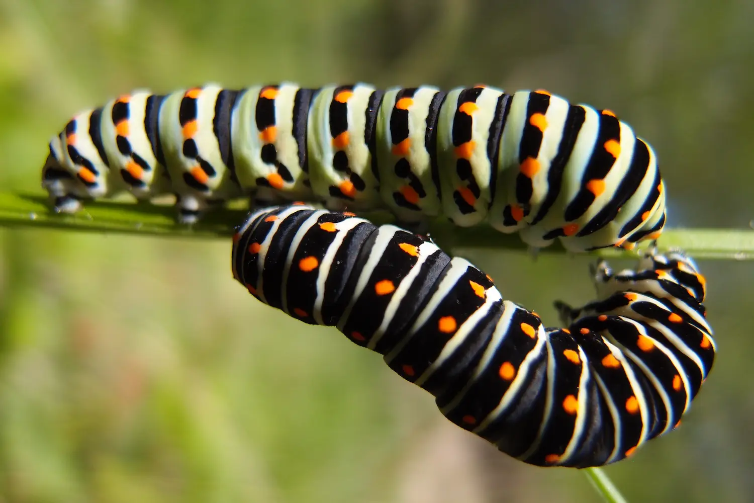 Le machaon — photo 4