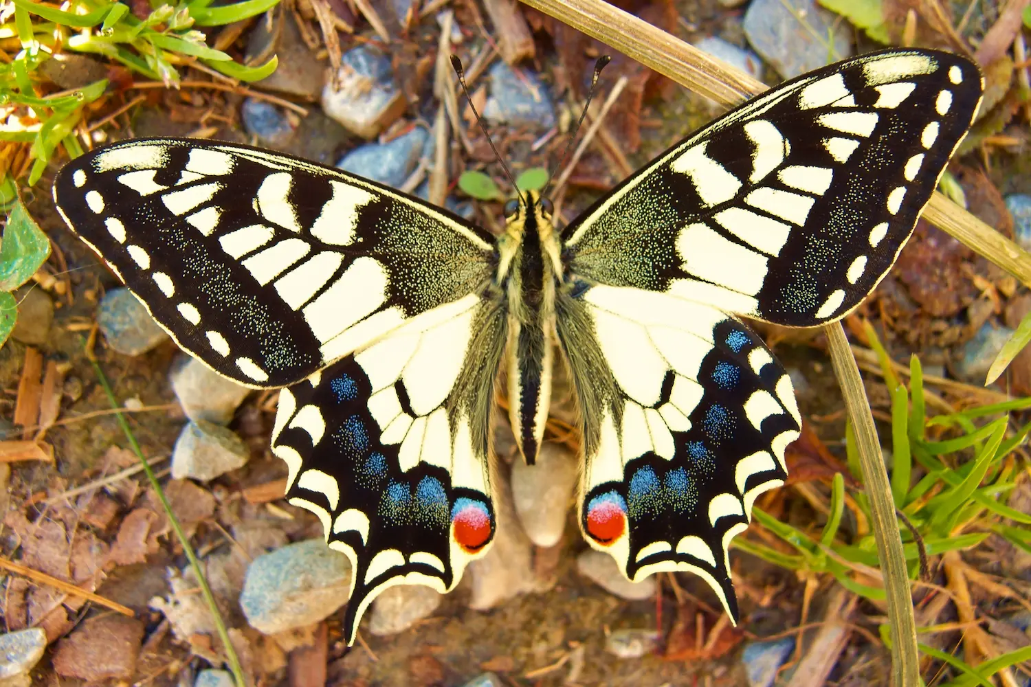 Le machaon — photo 5