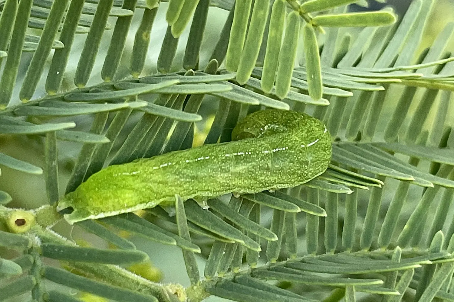 La méticuleuse — photo 2