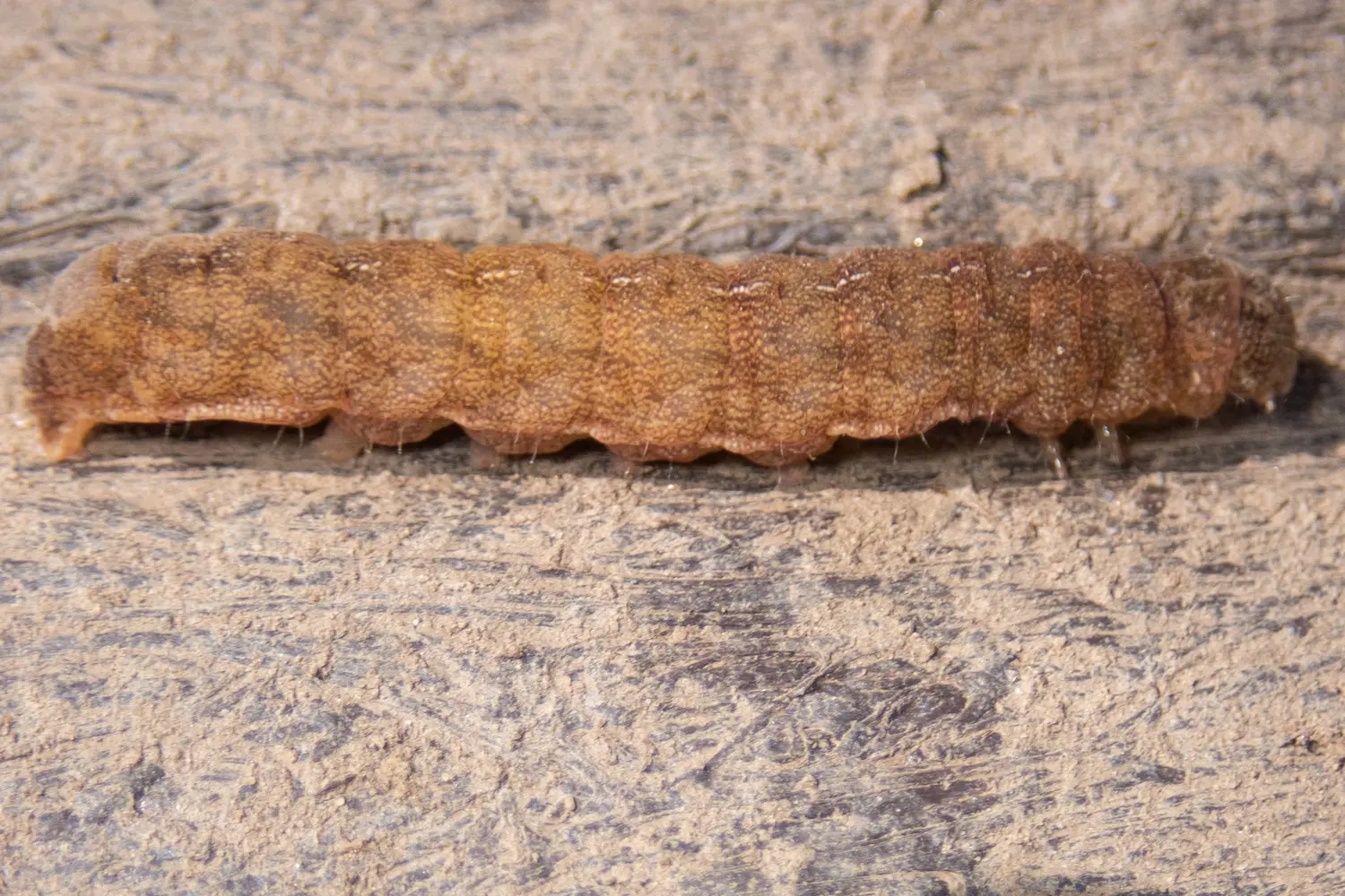 La méticuleuse — photo 3