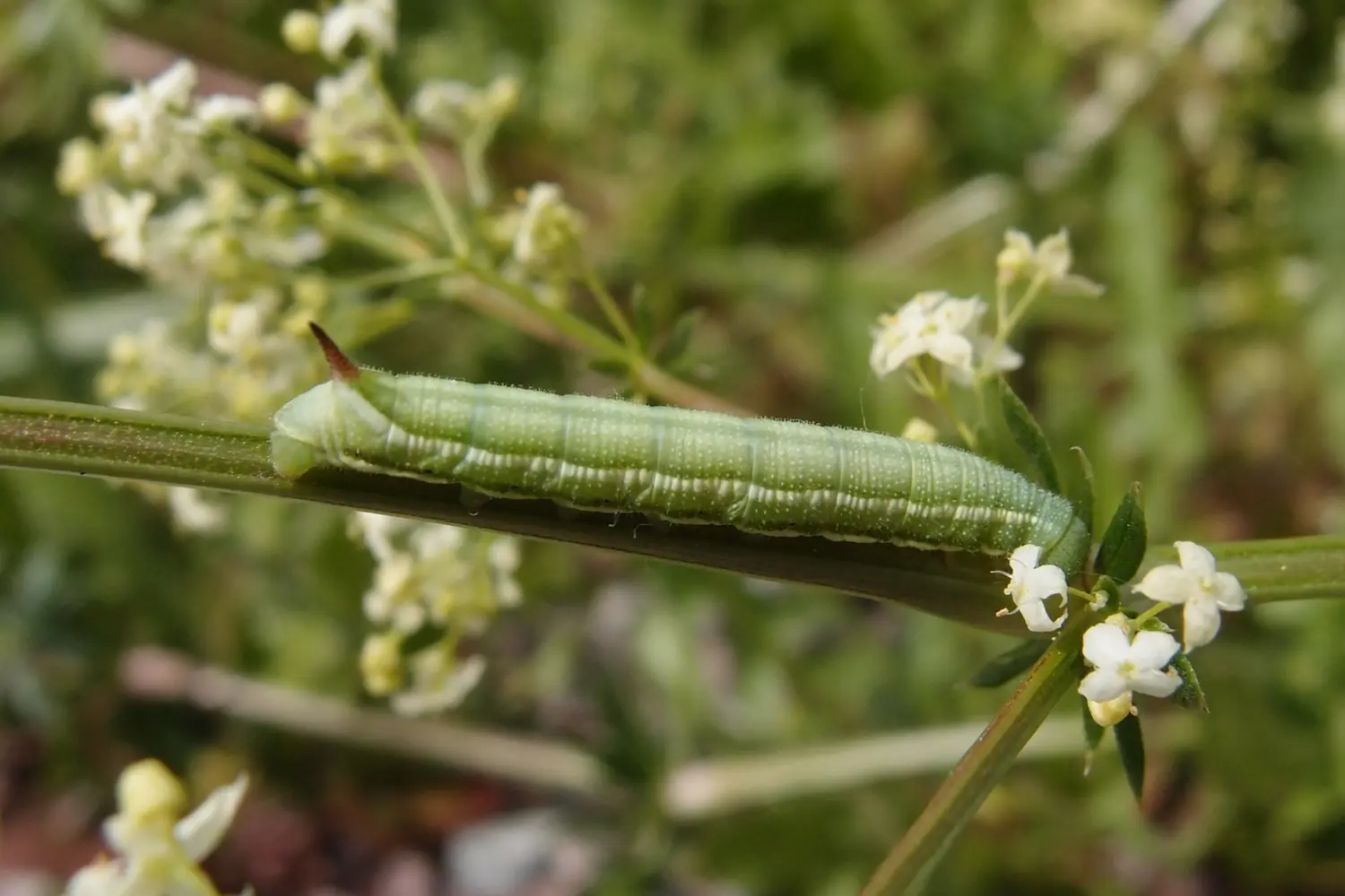 Le moro-sphinx — photo 2