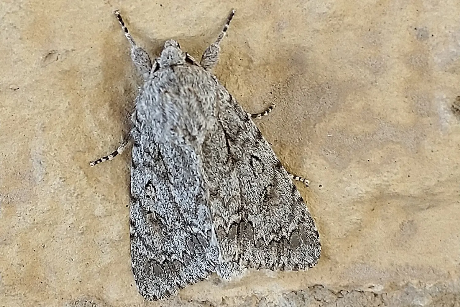 La noctuelle de l'érable — photo 3