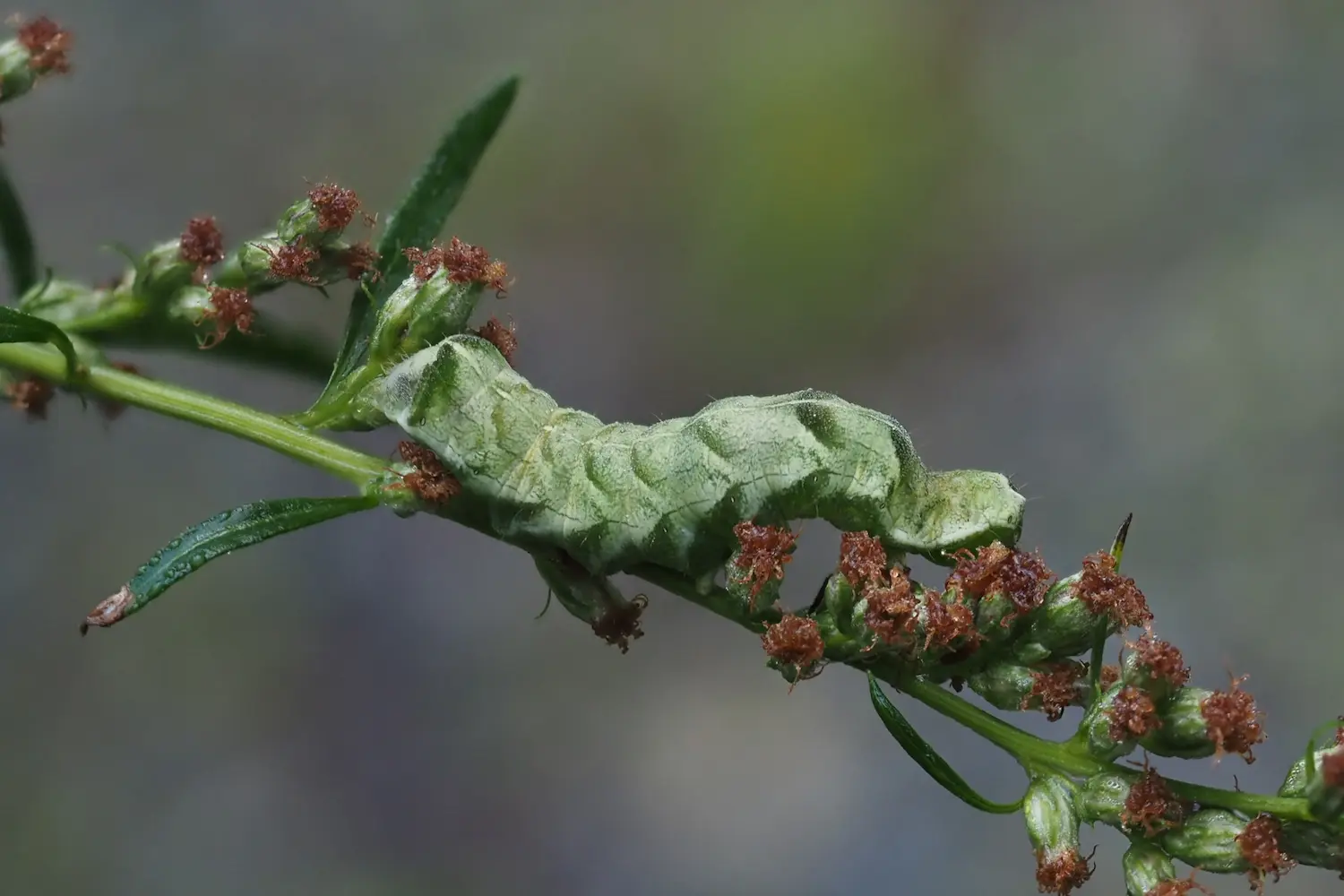 La noctuelle de la persicaire — photo 2