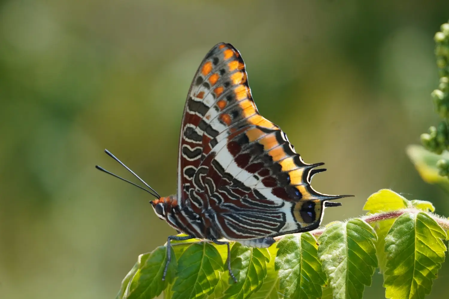 Le pacha à deux queues — photo 2