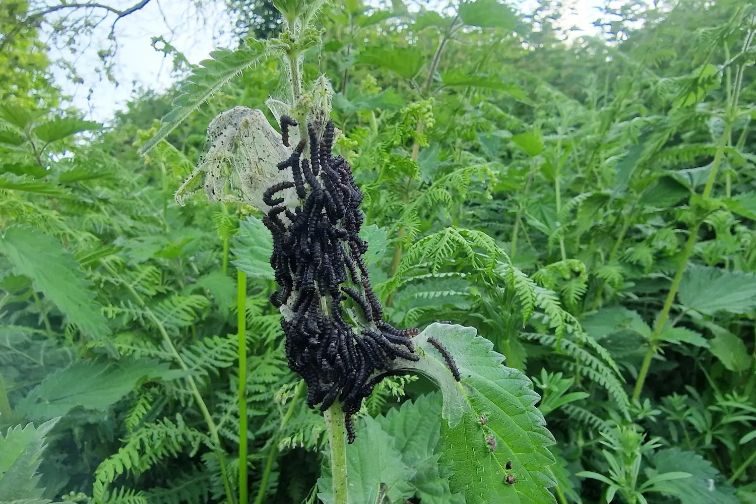 Le paon du jour — photo 2