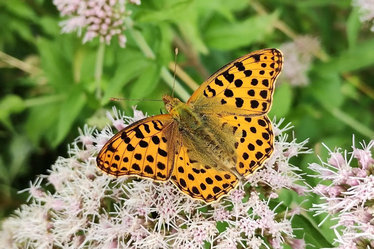 Le petit nacré — photo 2