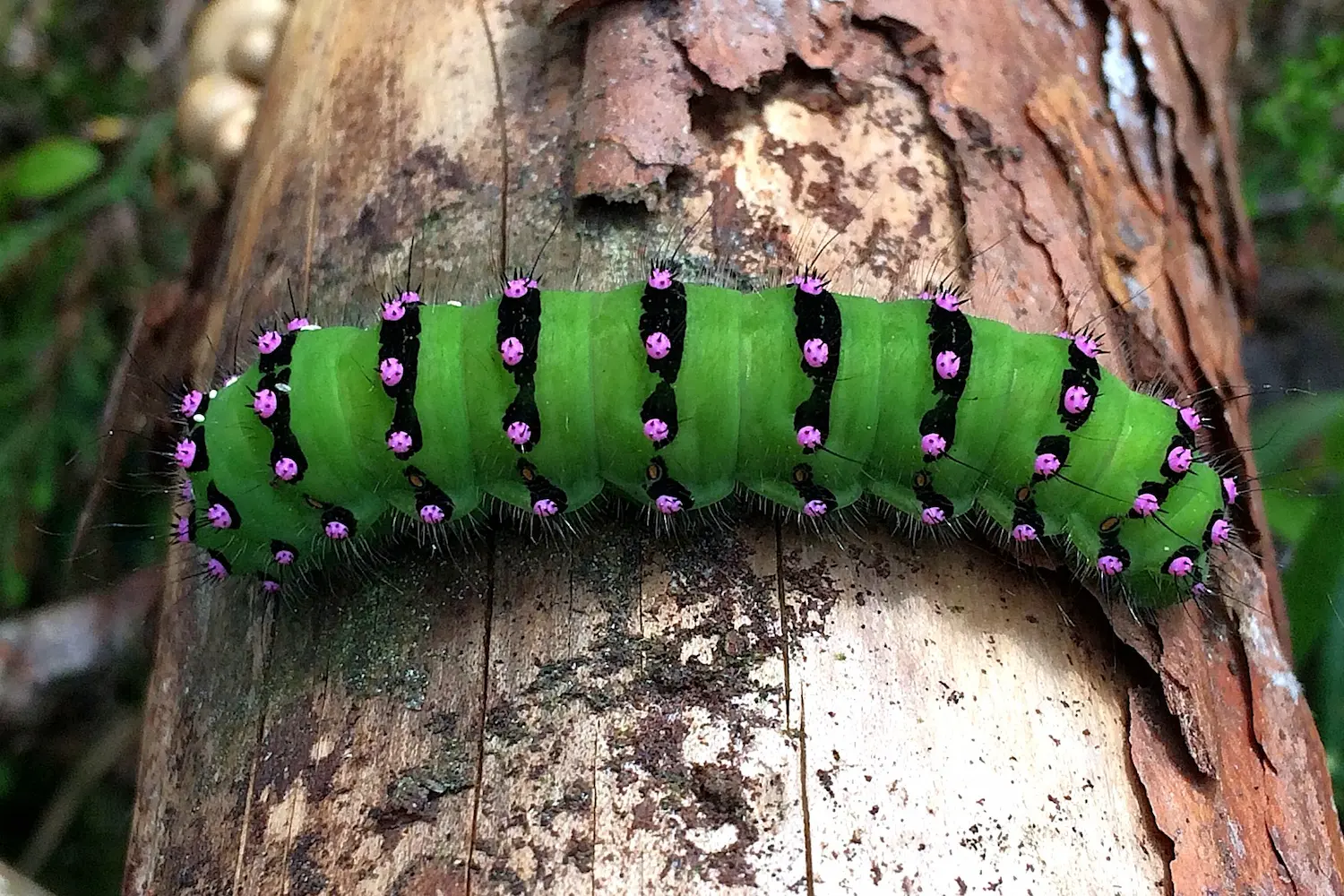 Le petit paon de nuit — photo 3