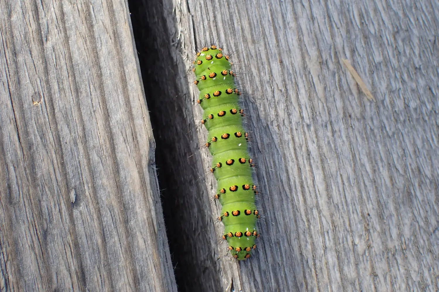 Le petit paon de nuit — photo 4