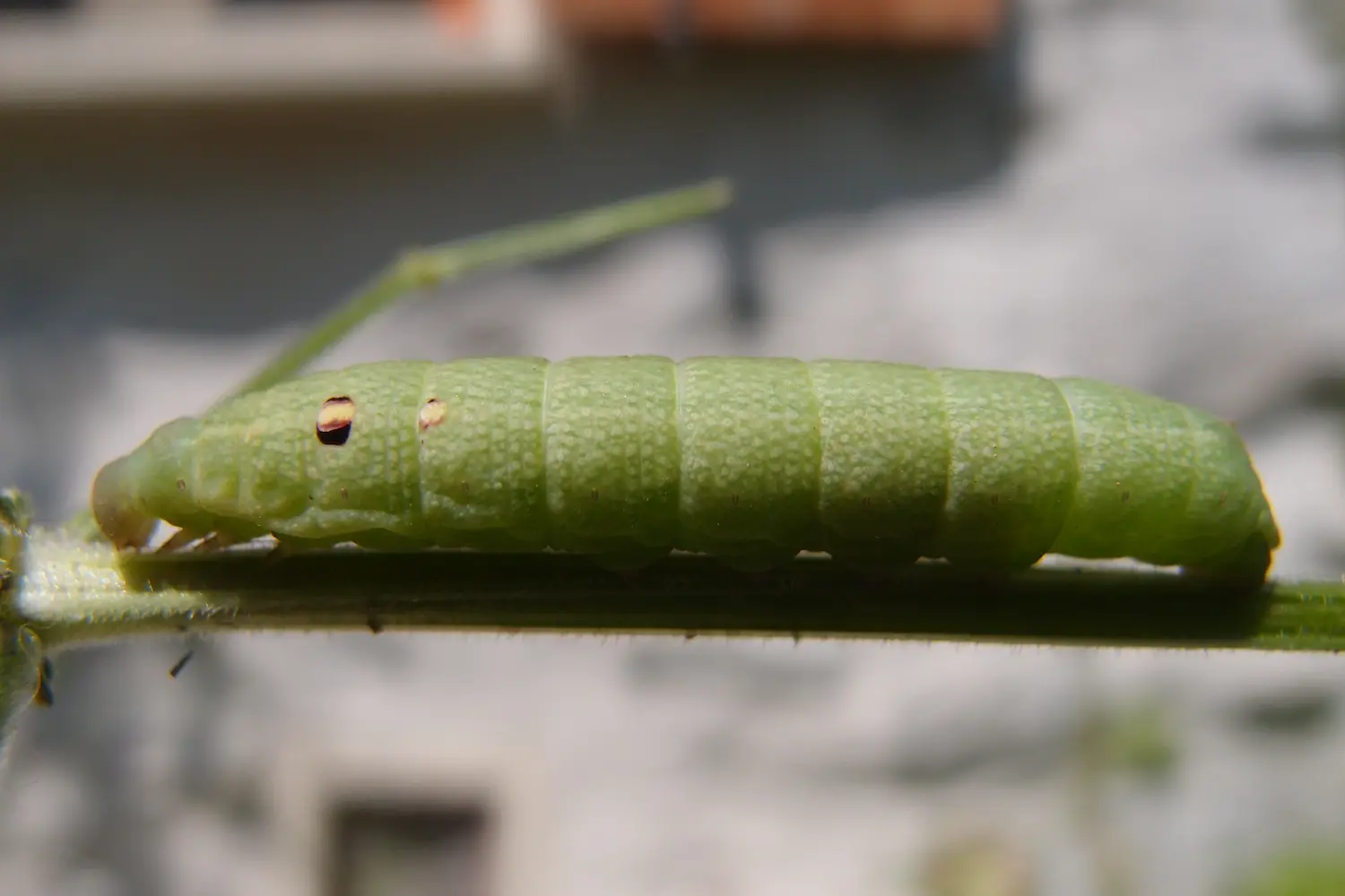Le petit sphinx de la vigne — photo 3