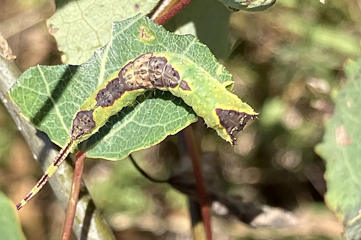 La petite queue fourchue — photo 3
