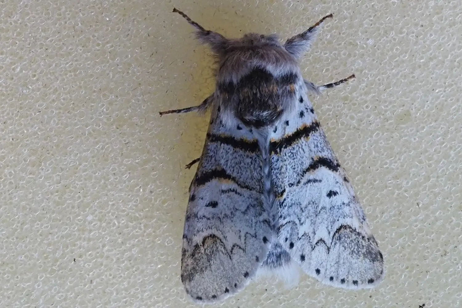 La petite queue fourchue — photo 4