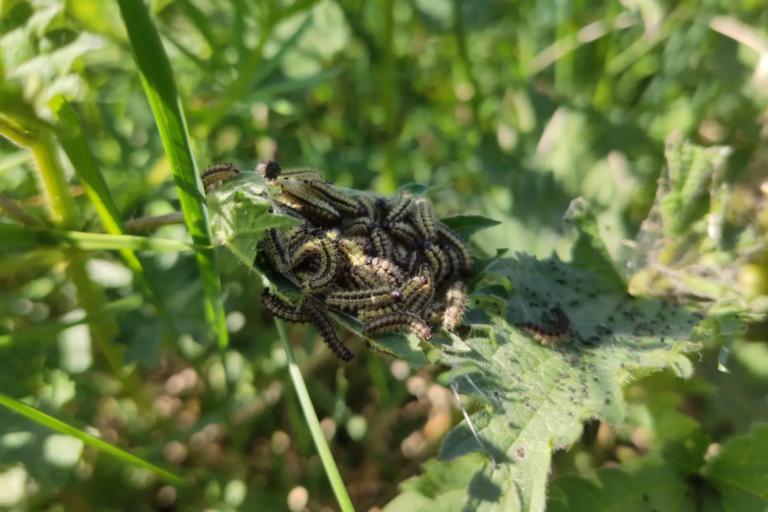 La petite tortue — photo 2