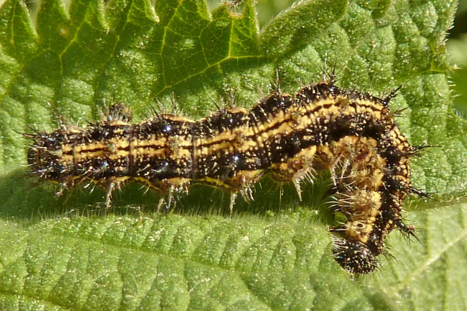 La petite tortue — photo 3