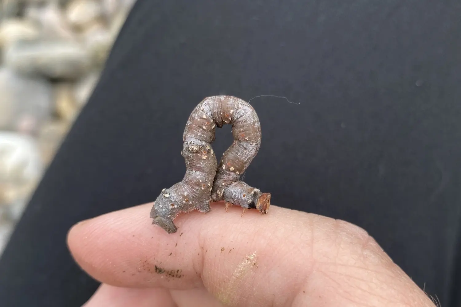 La phalène du bouleau — photo 2