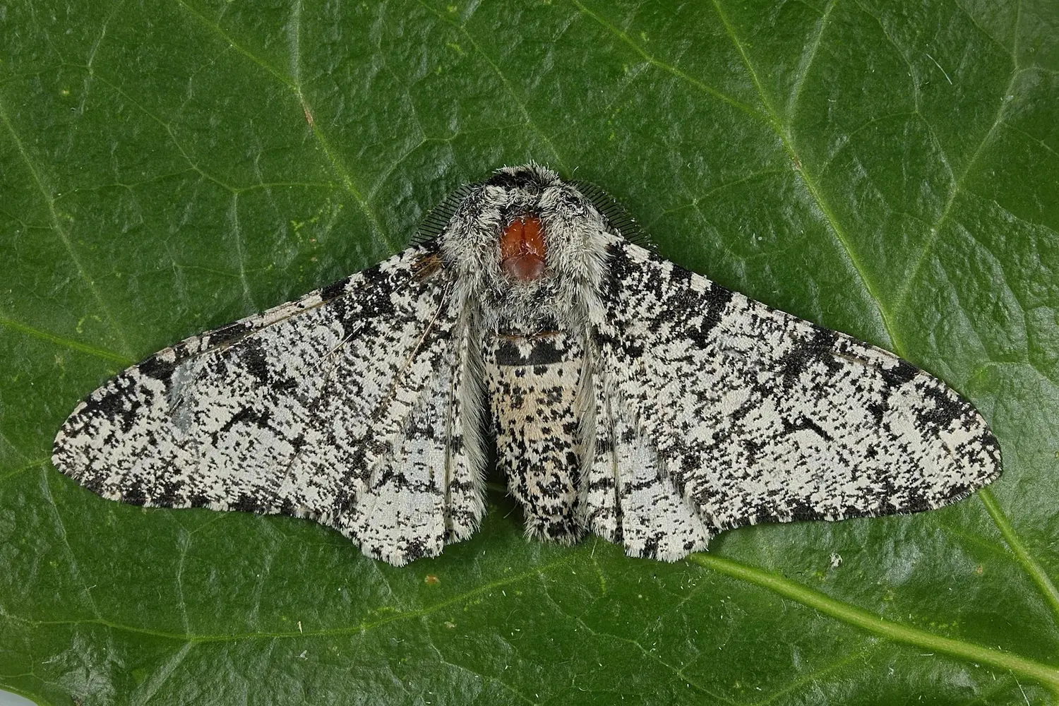 La phalène du bouleau — photo 3