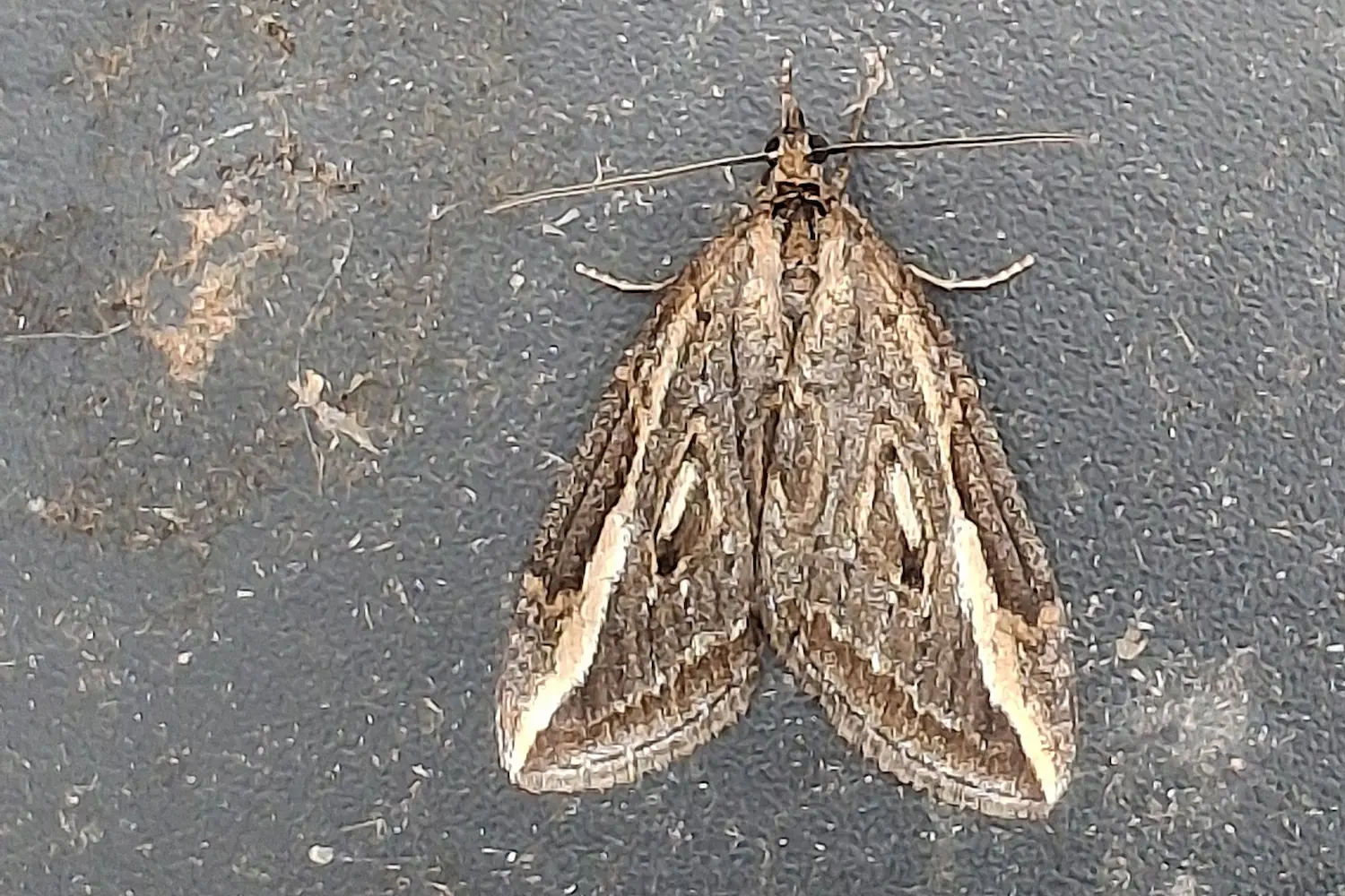 La phalène du genêt — photo 2