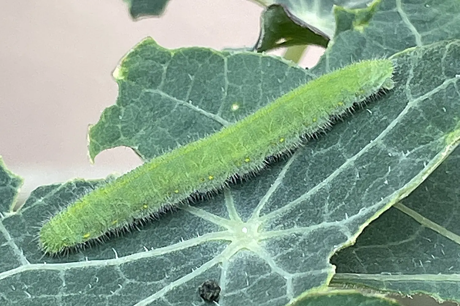 La piéride de la rave — photo 2