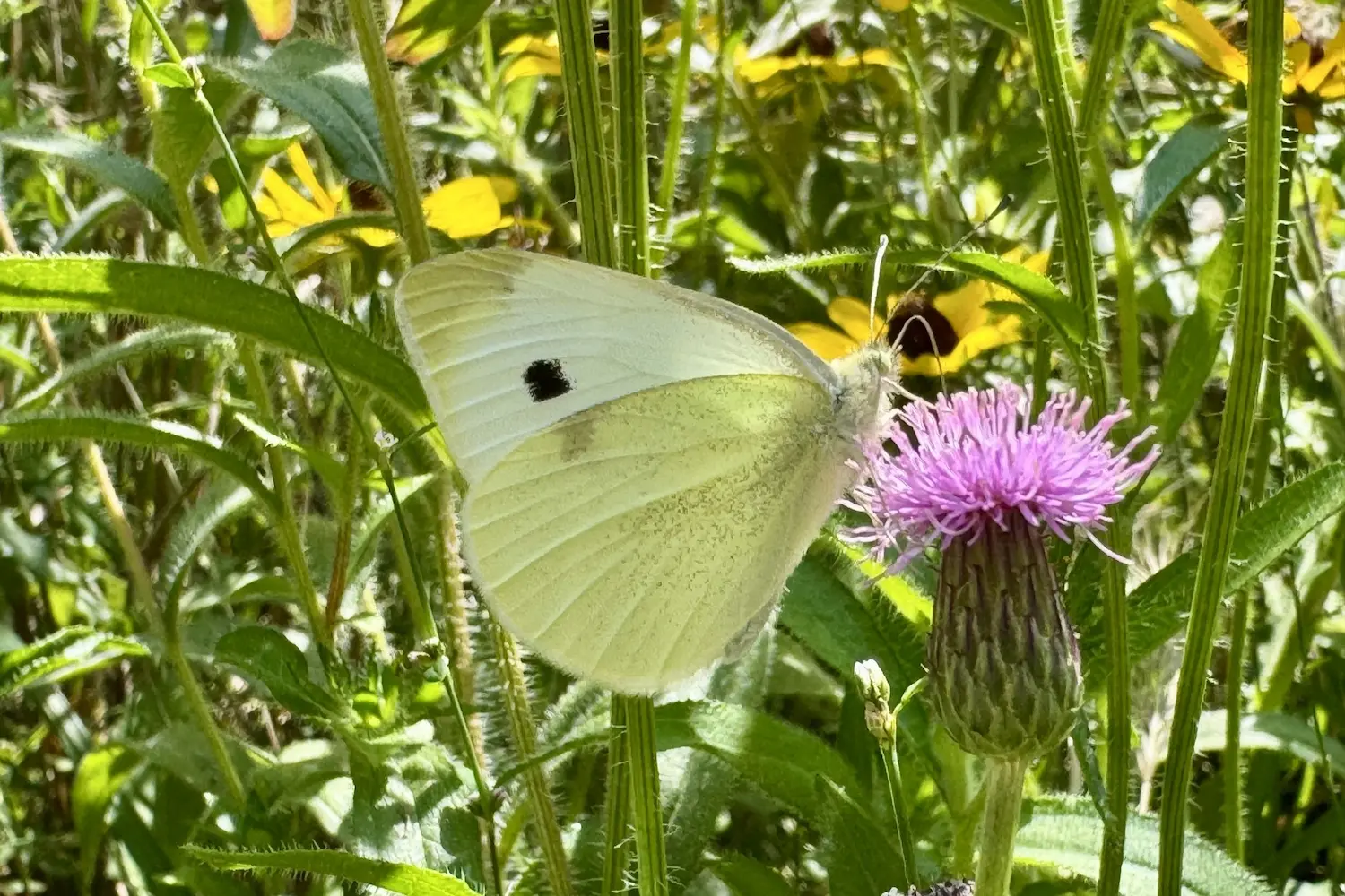 La piéride de la rave — photo 3