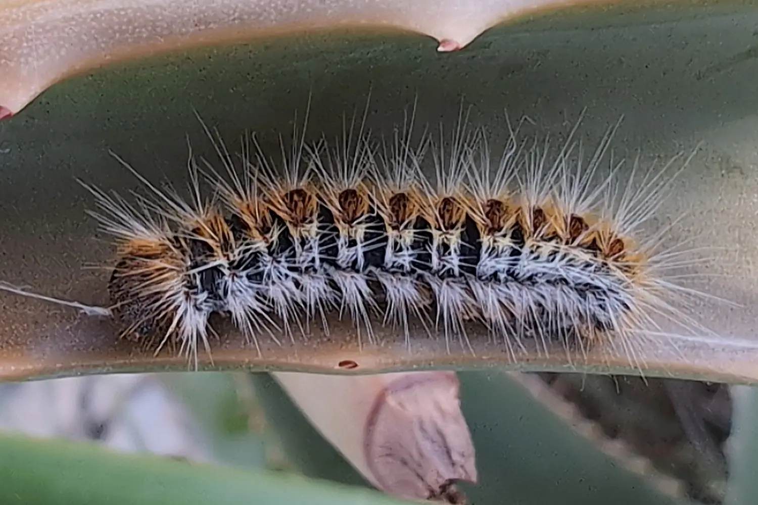 La processionnaire du pin — photo 2