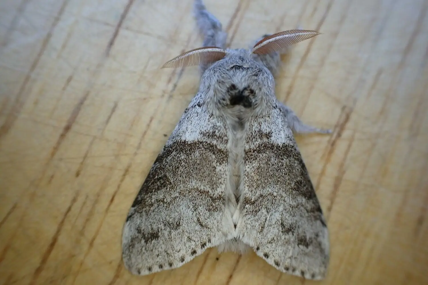 La pudibonde — photo 3