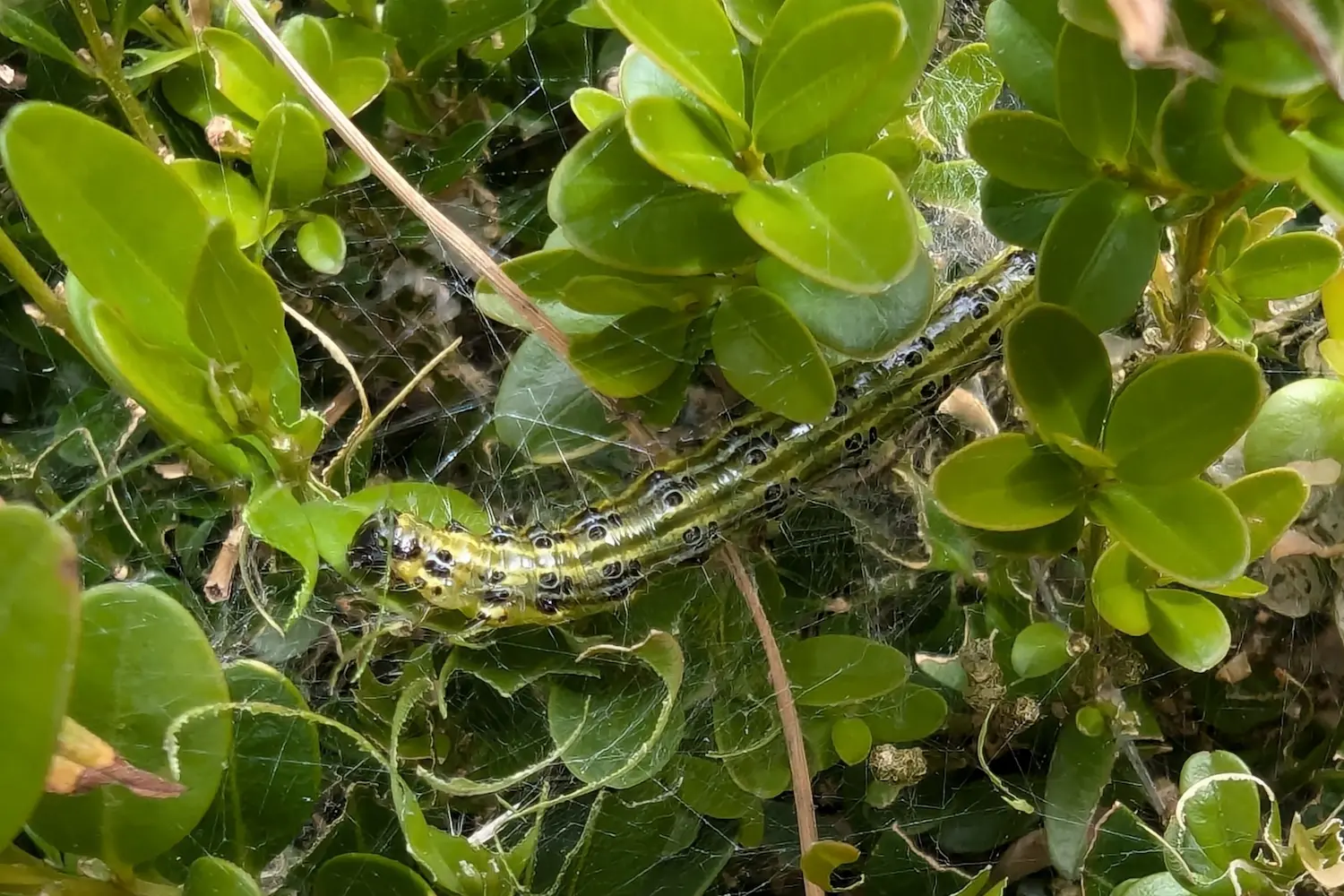 La pyrale du buis — photo 3