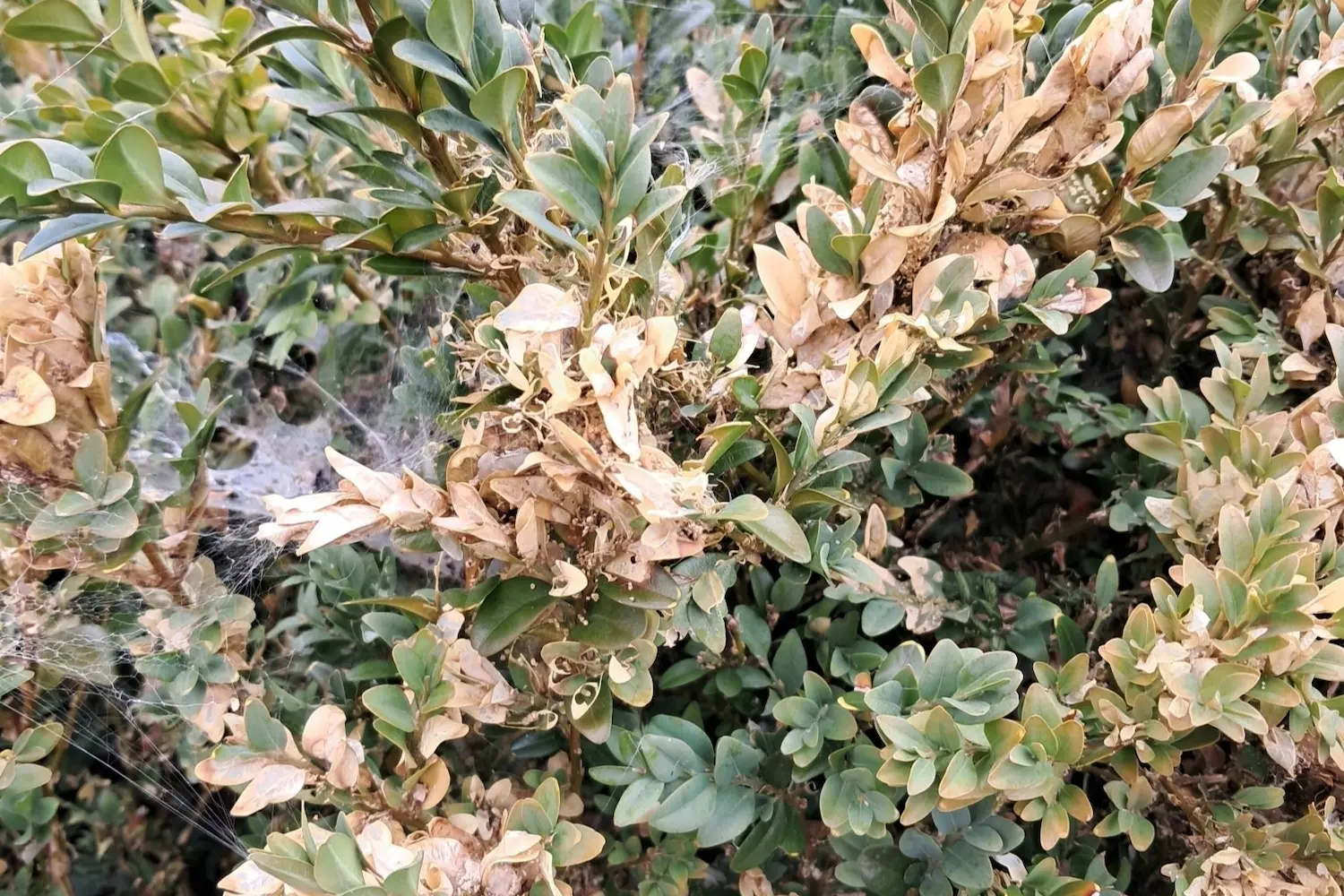 La pyrale du buis — photo 4