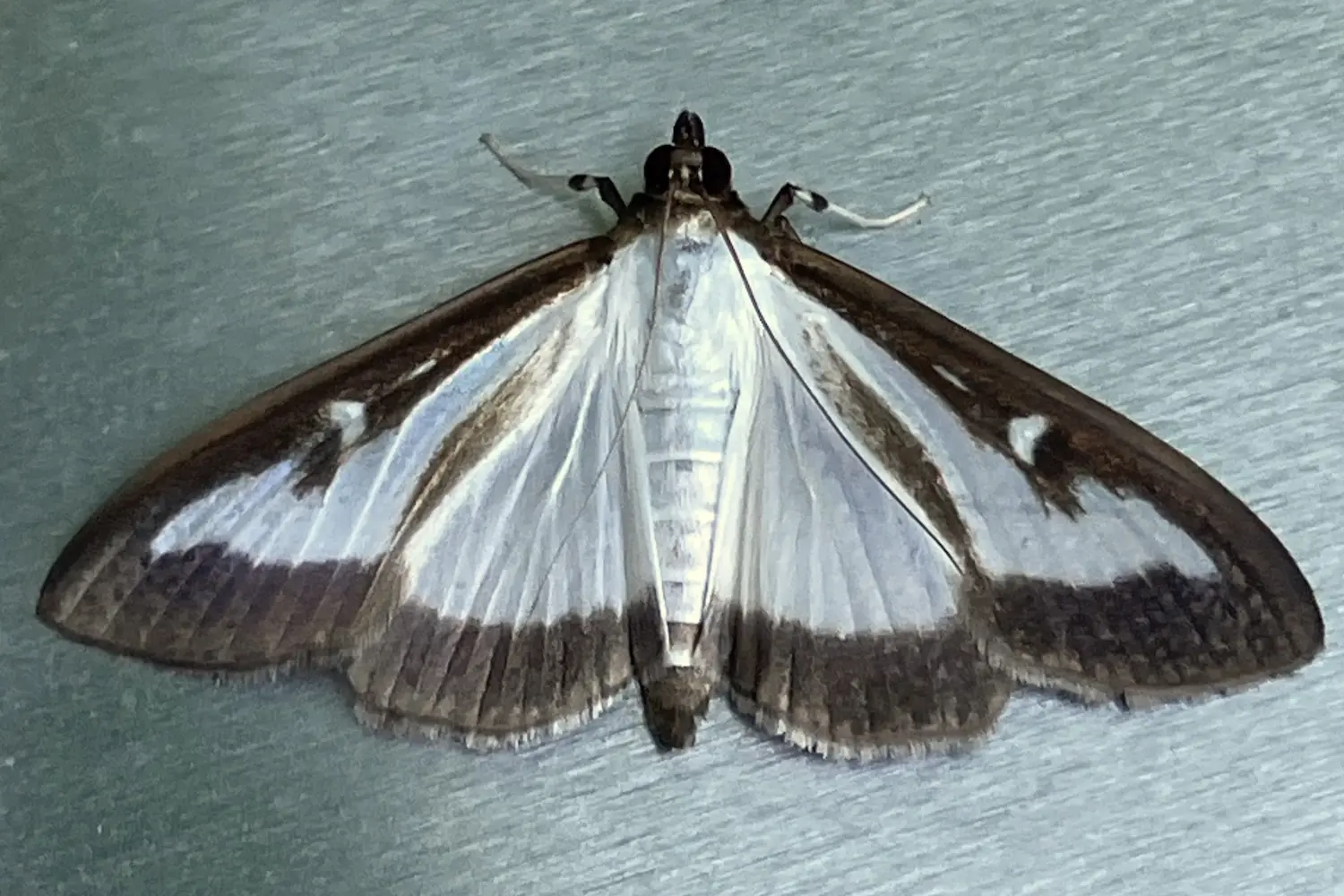 La pyrale du buis — photo 5