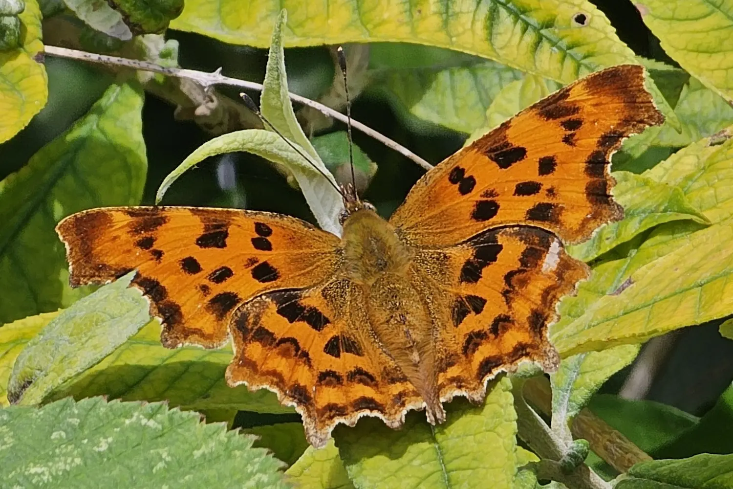 Le Robert-le-Diable — photo 2