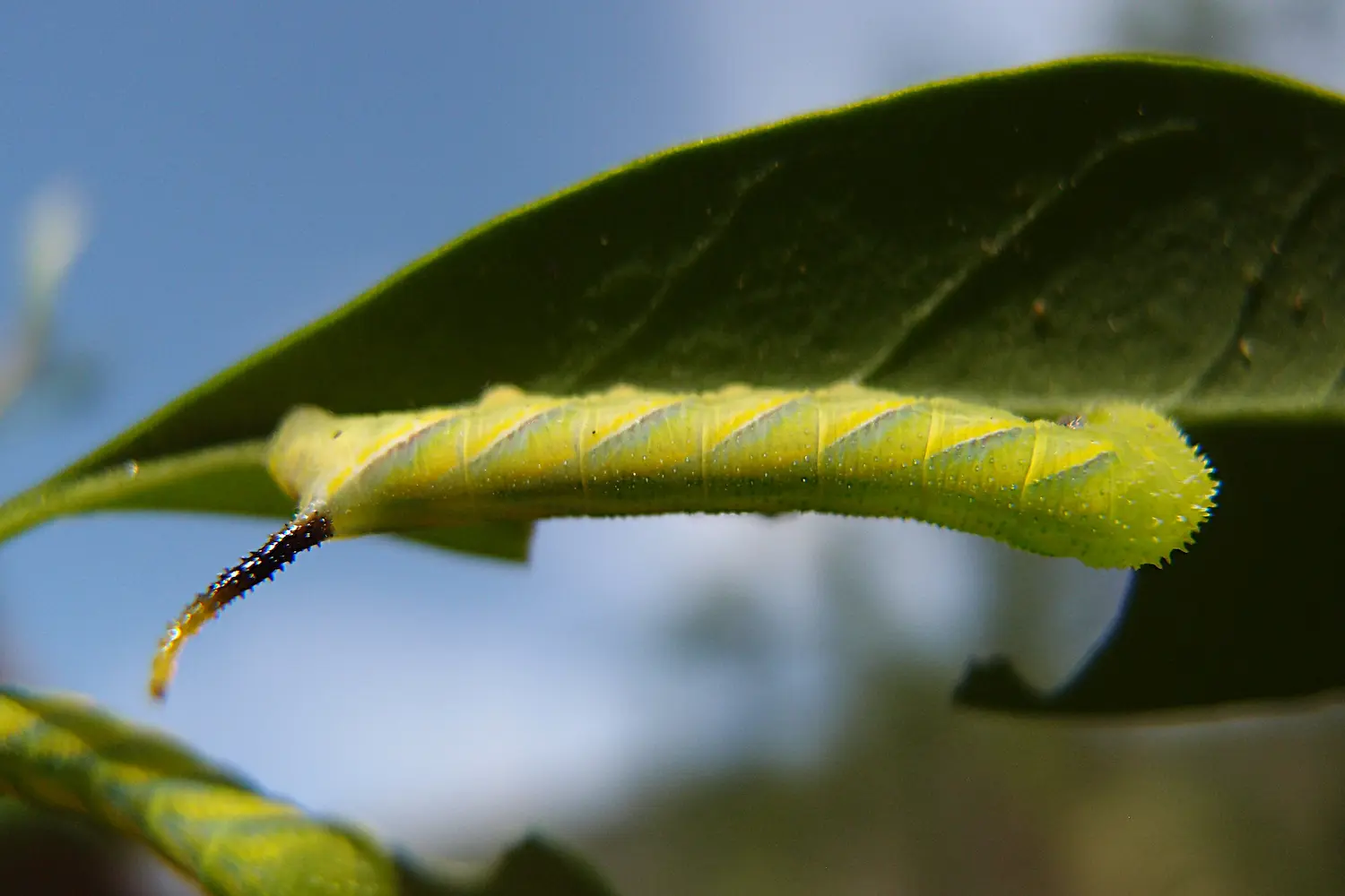 Le sphinx à tête de mort — photo 2