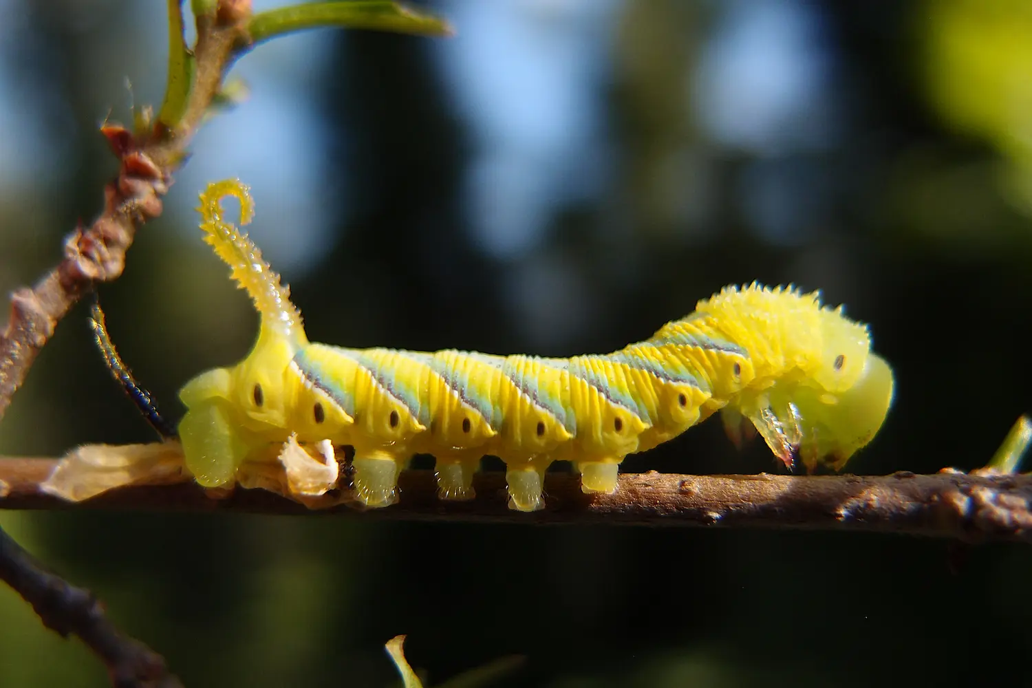 Le sphinx à tête de mort — photo 3