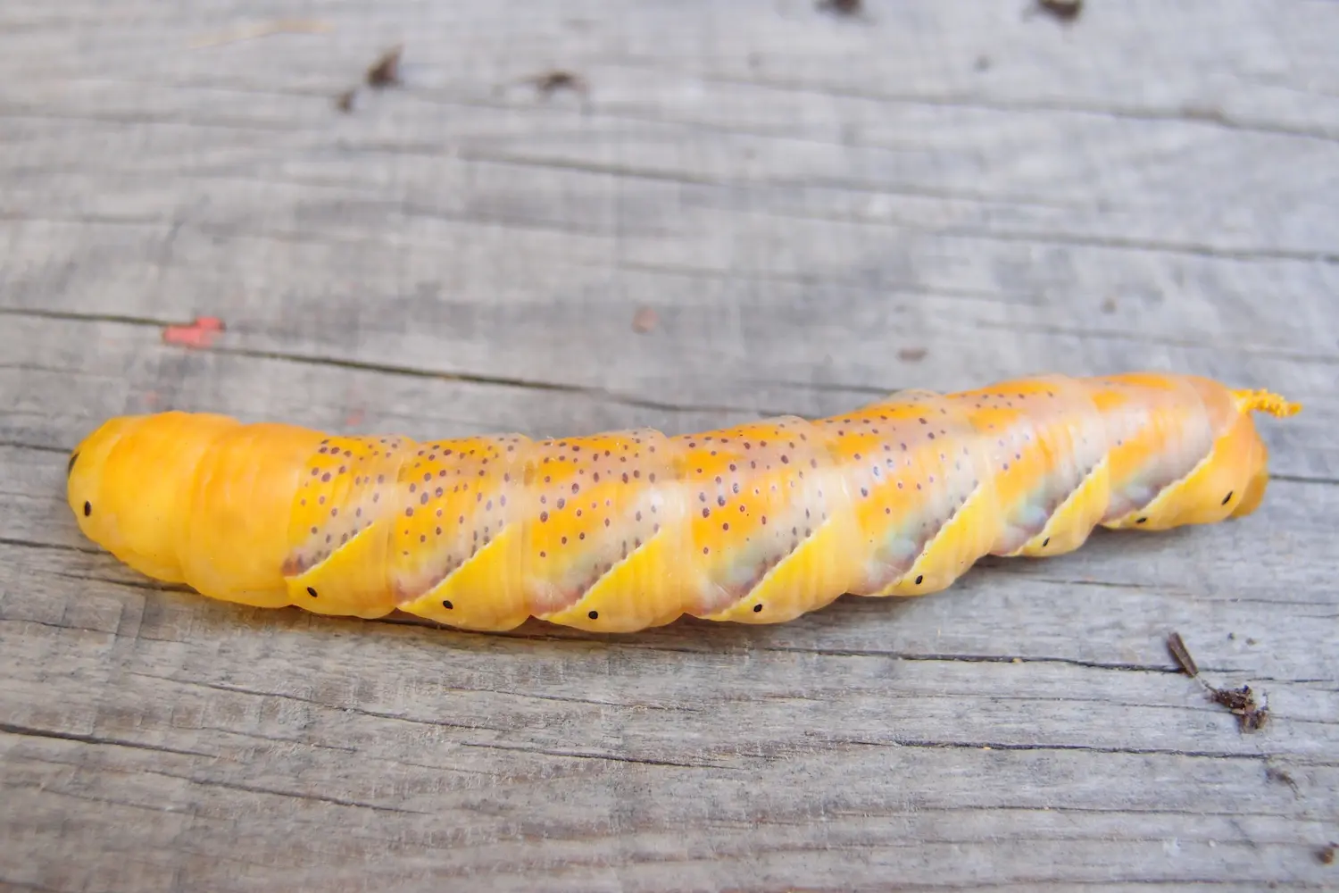 Le sphinx à tête de mort — photo 4