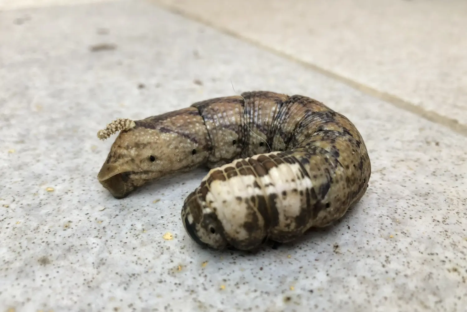 Le sphinx à tête de mort — photo 5