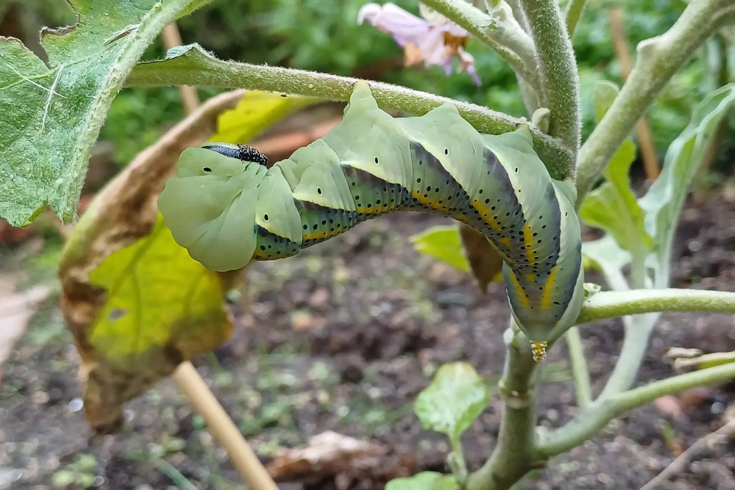 Le sphinx à tête de mort — photo 6