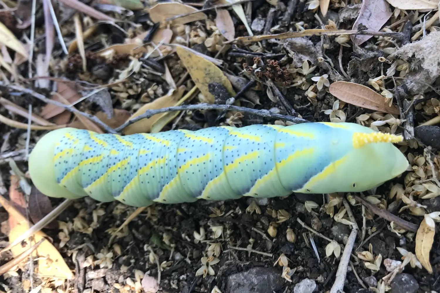 Le sphinx à tête de mort — photo 7